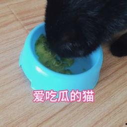 娱乐吃瓜猫咪视频大全最新,最新猫咪吃瓜视频大盘点